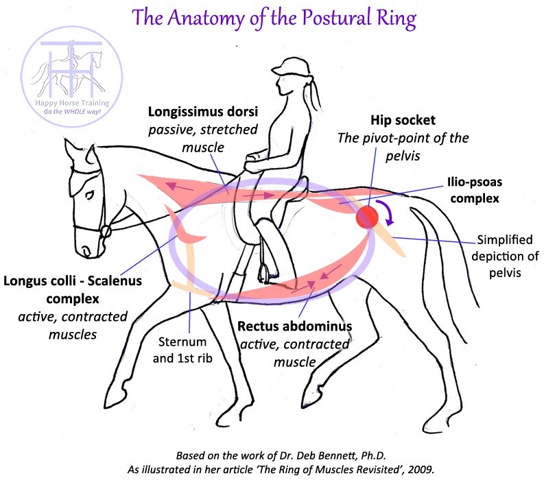 postural ring